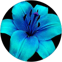 Anoushka Sharma profile picture